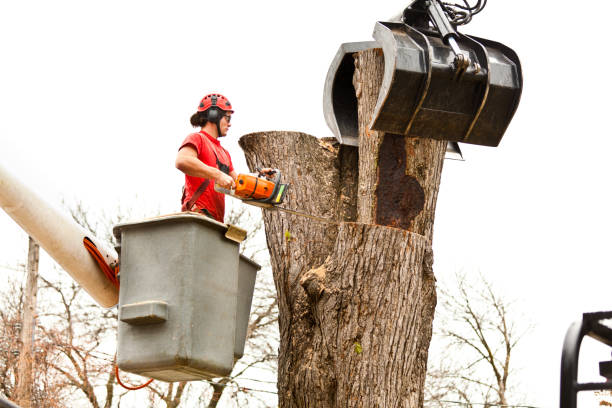 Best Commercial Tree Services  in East Gaffney, SC